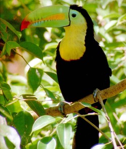 Tucan