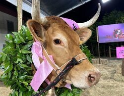 El certamen 'Miss vaca 2024' reúne a un 9,5% en TVG