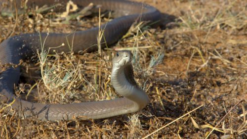 La serpiente más letal del planeta se enfrentará a Frank Cuesta en 'Wild Frank'