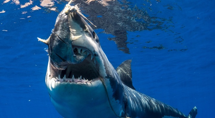 Imagen del tiburón mordiendo el cebo