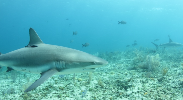 Imagen en 'Tiburones contra delfines'