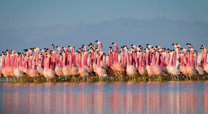 Flamencos se encuentran en un estanque durante el rodaje de 'Planeta Tierra II'