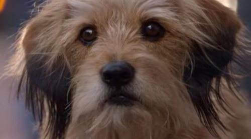 Tráiler de "Benji", la nueva película de Netflix