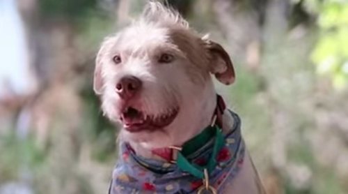 Tráiler de 'Dogs', la serie documental de Netflix con las historias más perrunas