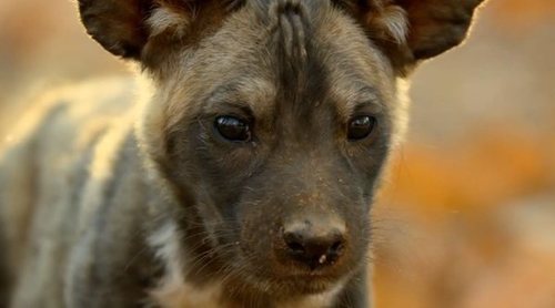 Tráiler de 'Nuestro planeta', la serie documental de Netflix narrada por Penélope Cruz