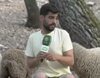 Un reportero de Canal Sur escapa del ataque de una oveja: "¡Que me va a embestir!"