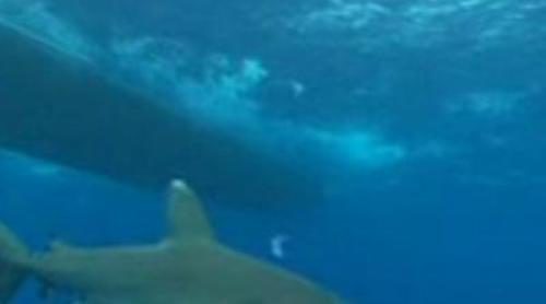 Jesús Calleja se zambulle entre tiburones de puntas blancas en 'Desafío Extremo'