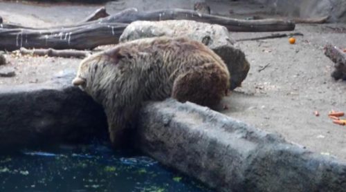 Un oso rescata a un cuervo herido del agua