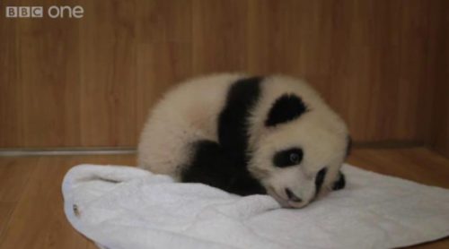 La terrible historia del bebé panda abandonado por su madre en BBC