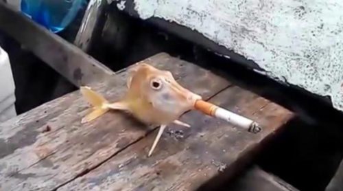 Pez fumando tabaco obligado por un pescador