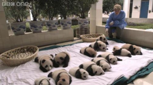 Una guardería de bebés panda