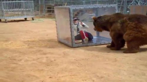 Un oso empuja a un presentador de tv japonés encerrado en una caja de cristal